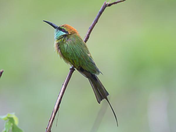 <h3><a href="/trips/srilanka/biota/animalia/chordata/aves/037 coraciiformes/006 meropidae/merops orientalis/merops orientalis-nl.html">Merops&nbsp;orientalis</a> / Green&nbsp;bee‑eater / Kleine&nbsp;groene&nbsp;bijeneter</h3>NIKON D500 met AF-S Nikkor 300mm f/2.8G IF-ED VR II, 1/500 sec  bij F3.5, ISO 500, afstand 4.22&nbsp;m